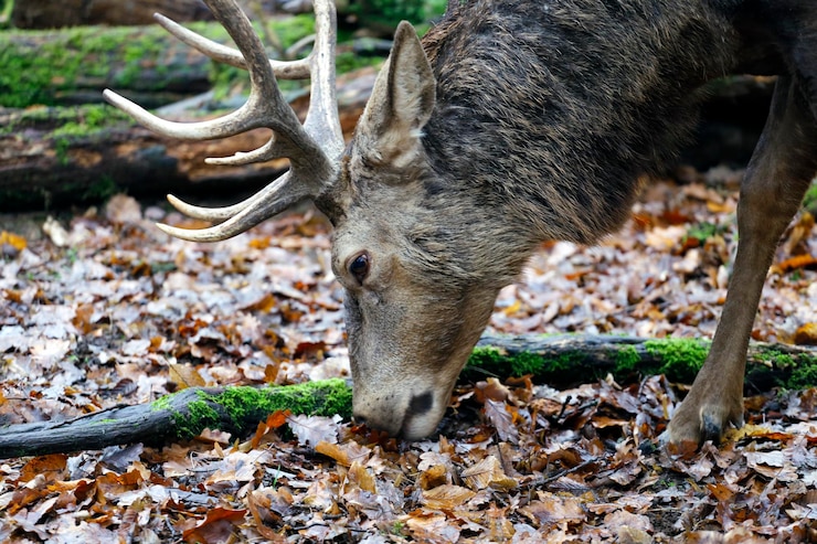 Foto hirsch im wald
