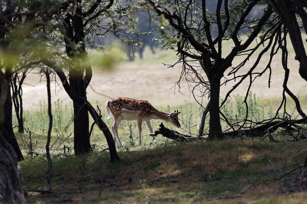 Foto hirsch im wald