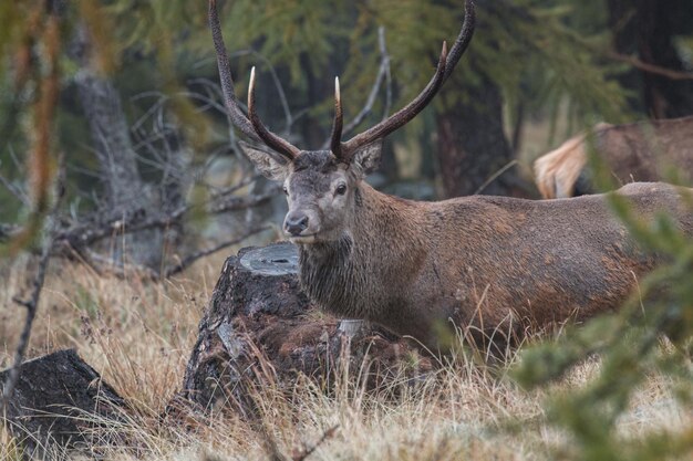 Hirsch im Wald