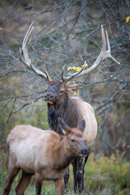 Foto hirsch im wald