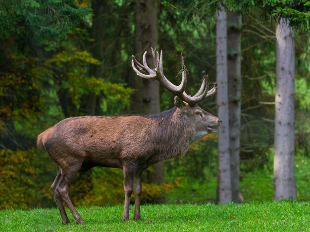 Hirsch im Wald