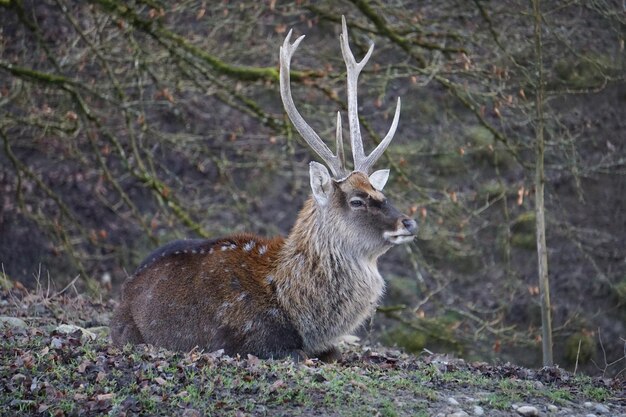 Hirsch im Wald