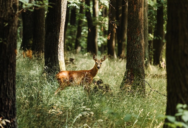 Hirsch im Wald