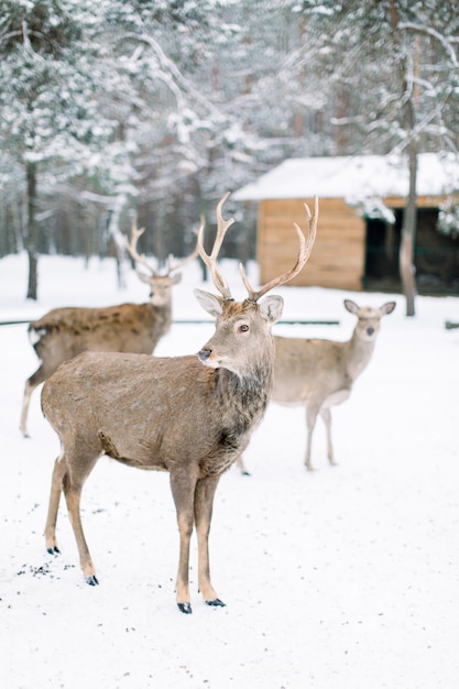 Foto hirsch im winterwald