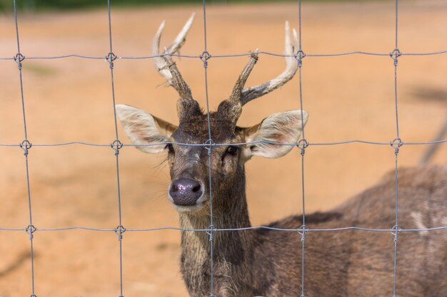 Hirsch im Zoo