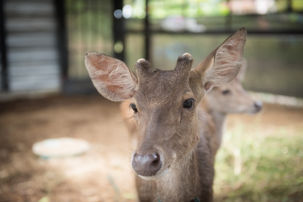 Foto hirsch im zoo.