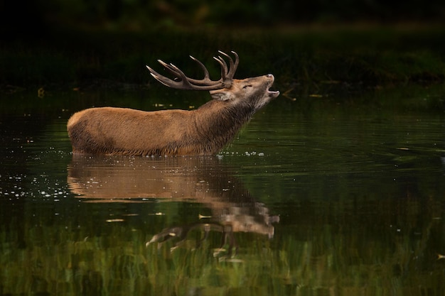 Foto hirsch in einem see