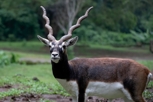 Hirsch mit einem einzigartigen Horn in einem Wald