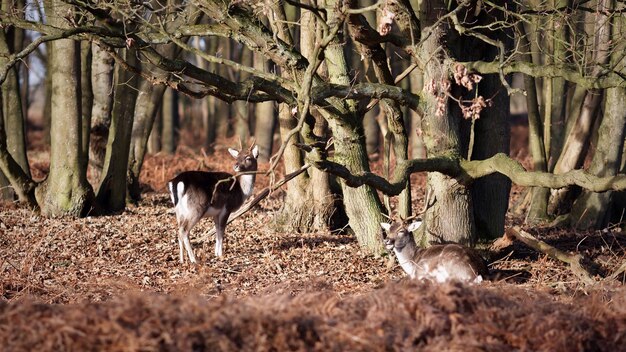 Foto hirsch ruht sich bei bäumen im wald aus