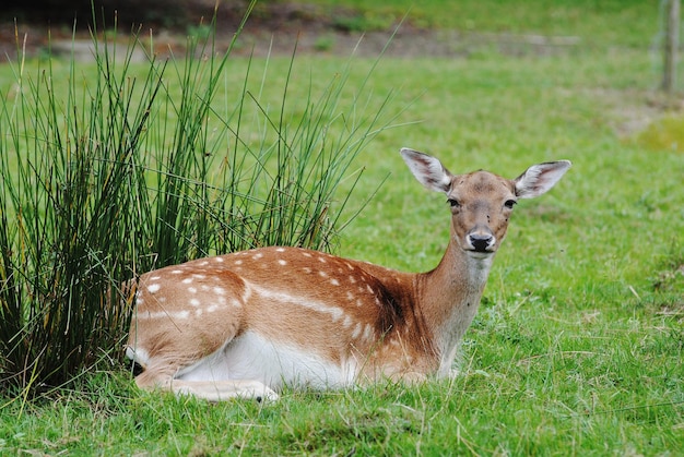 Hirsch sitzt auf dem Gras