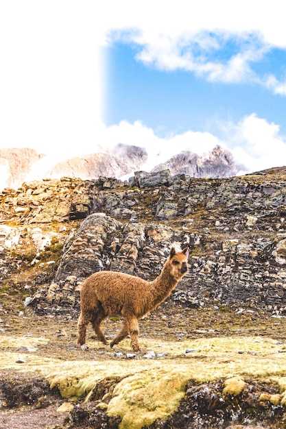 Foto hirsch steht auf dem berg