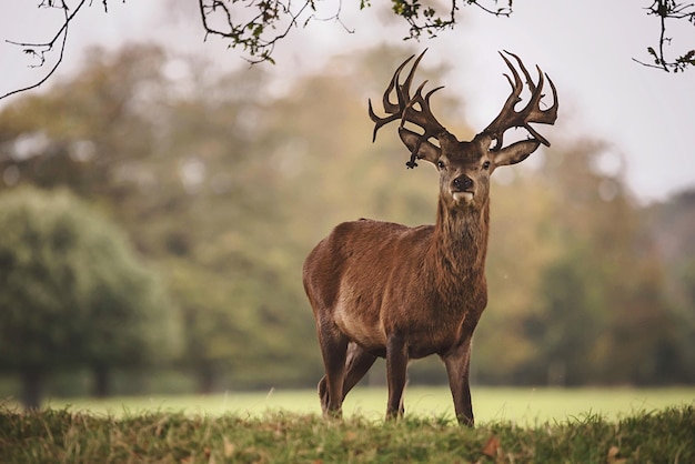 Hirsch steht auf dem Feld gegen den Himmel