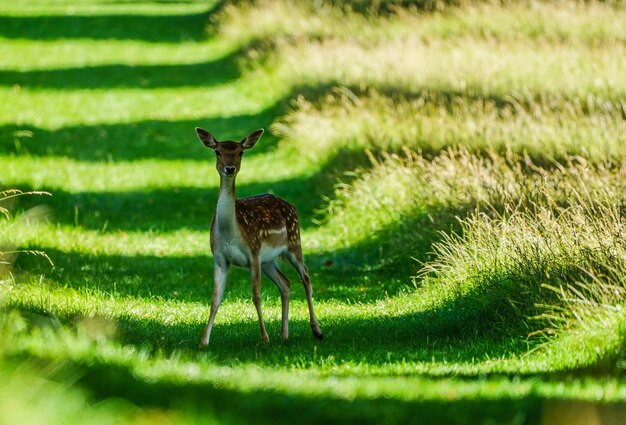 Foto hirsch steht auf dem feld im schatten