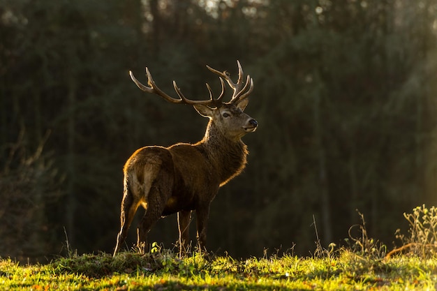 Hirsch steht auf dem Feld