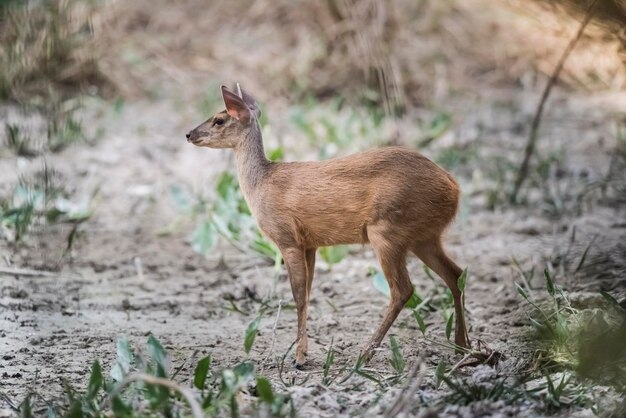 Foto hirsch steht auf dem feld