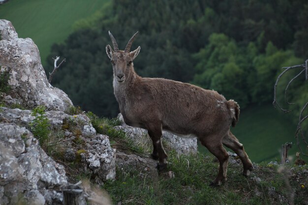 Foto hirsch steht auf dem feld