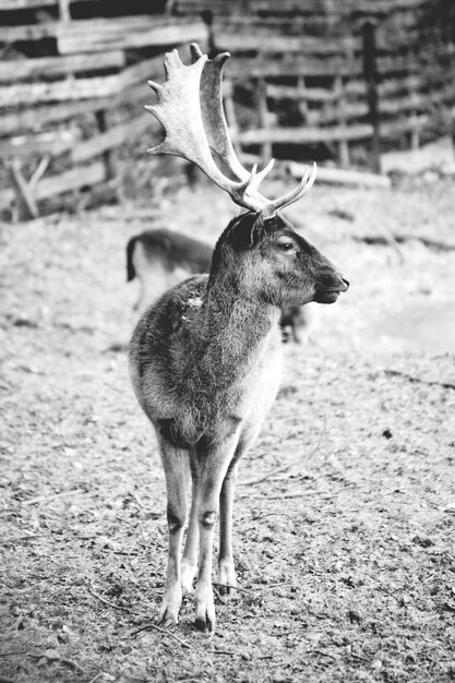 Foto hirsch steht auf dem feld