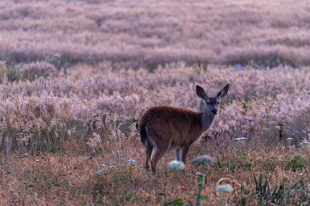 Hirsch steht auf dem Feld