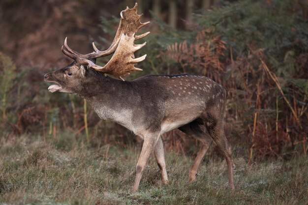 Foto hirsch steht auf dem land