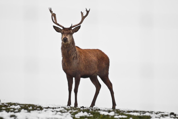 Hirsch steht auf der Landschaft gegen den Himmel