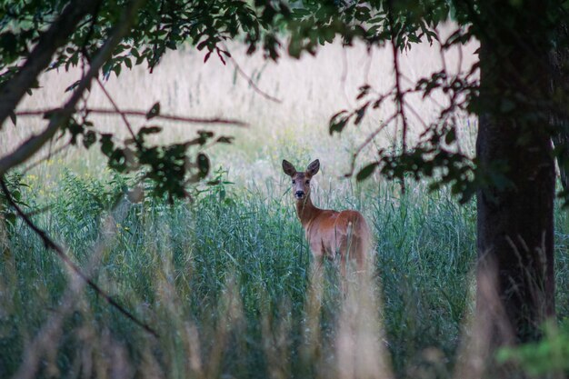 Foto hirsch steht auf einem baum