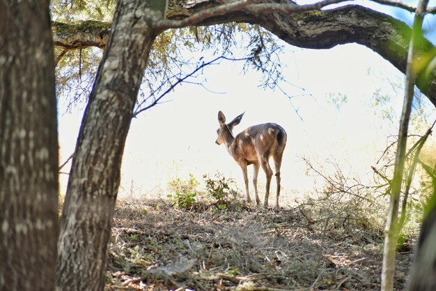 Foto hirsch steht auf einem baumstamm