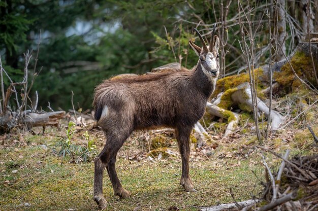 Hirsch steht auf einem Feld