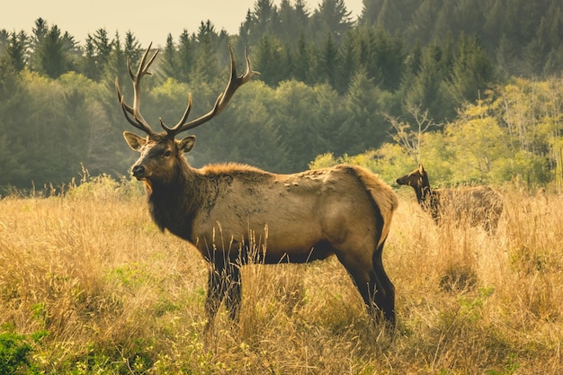 Foto hirsch steht auf einem feld