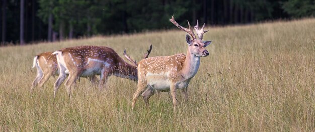 Foto hirsch steht auf einem feld