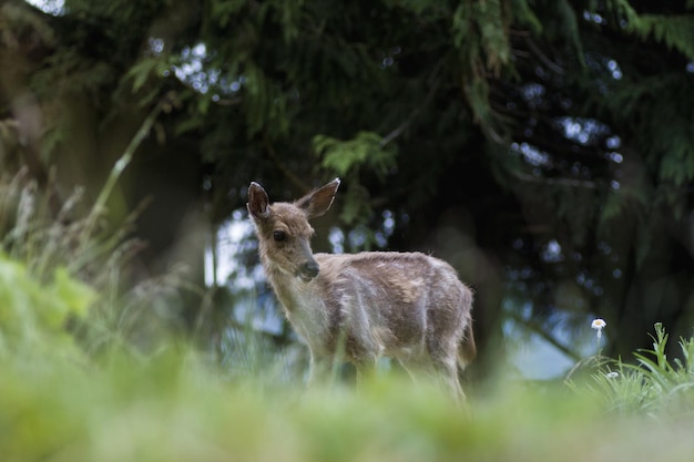 Hirsch steht auf einem Feld