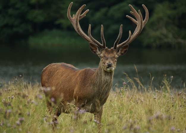 Hirsch steht auf einem grasbewachsenen Feld am See