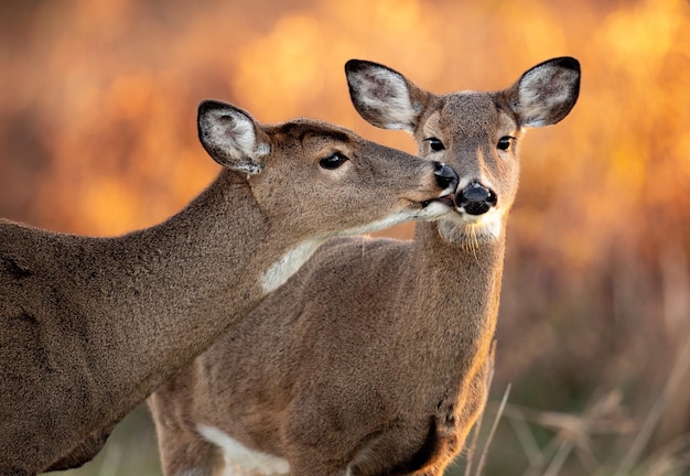 Hirsch steht bei Sonnenuntergang an Land