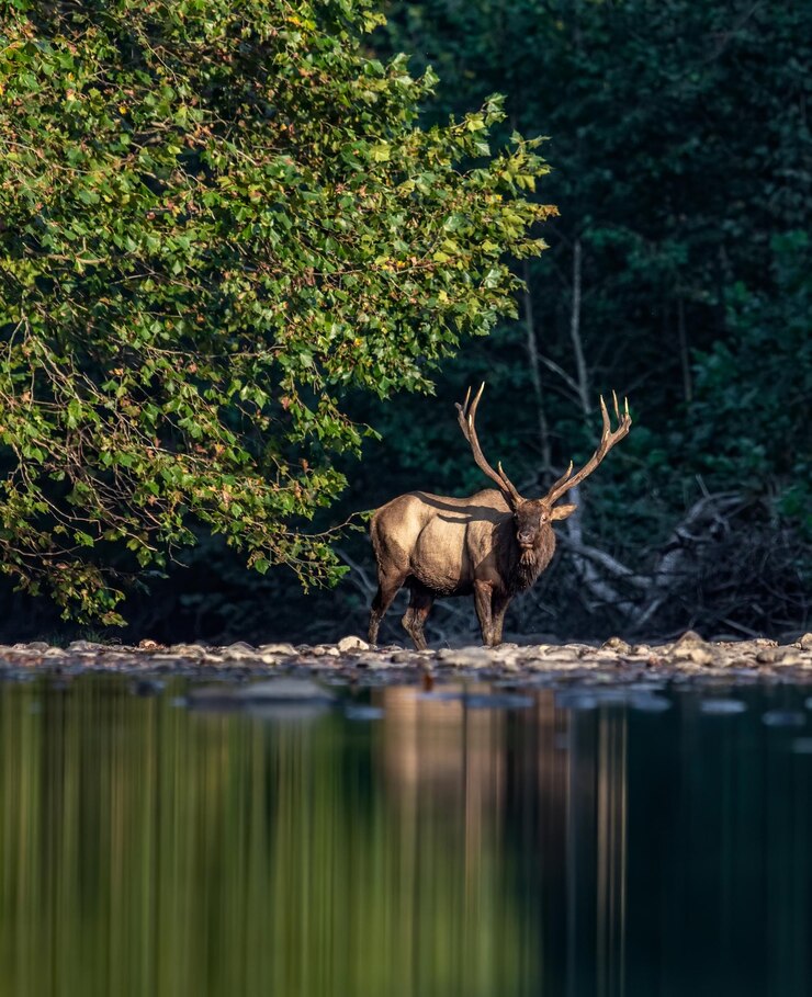 Foto hirsch steht im see im wald