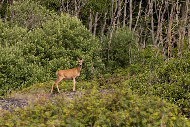 Foto hirsch steht im wald.