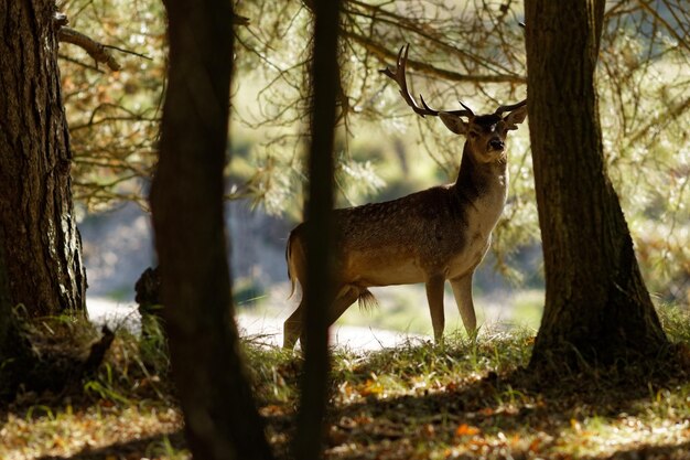 Foto hirsch steht im wald