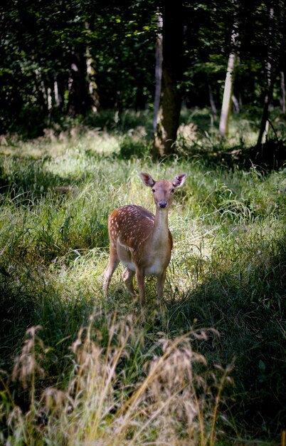 Hirsch steht im Wald