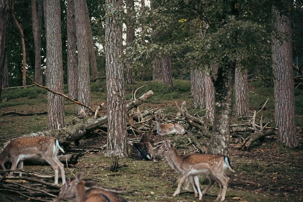 Foto hirsch steht im wald