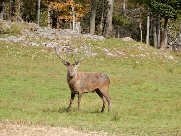 Hirsch steht in einem Wald