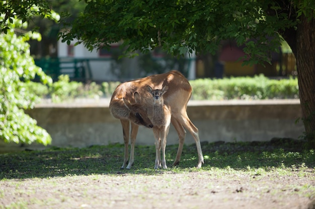 Hirsch und Baby laufen bei sonnigem Wetter im Park