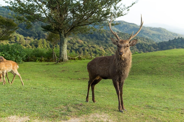 Hirsche am Mount Wakakusa