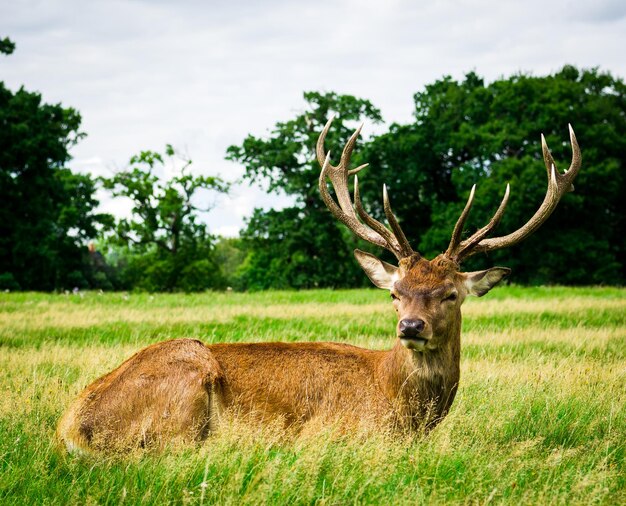 Foto hirsche auf dem feld gegen bäume