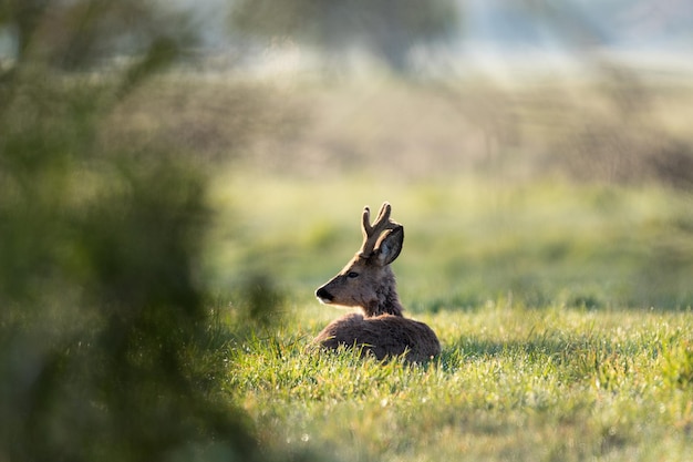 Foto hirsche auf dem feld