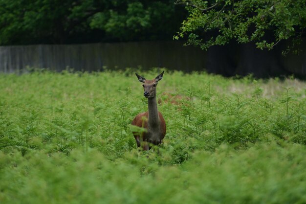 Foto hirsche auf dem feld