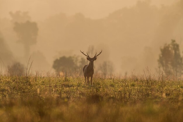 Foto hirsche auf dem feld