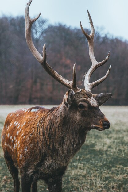 Foto hirsche auf dem feld