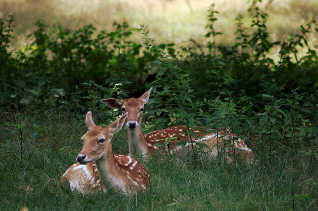 Foto hirsche auf dem feld