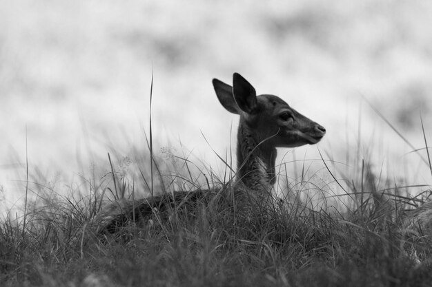 Foto hirsche auf dem feld