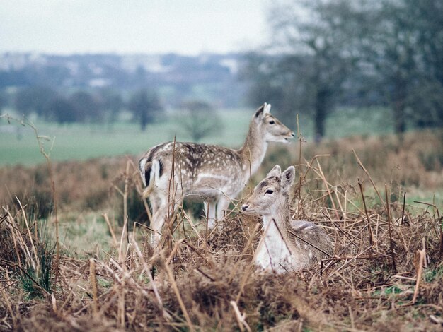 Foto hirsche auf dem feld