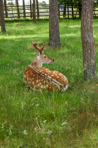 Hirsche auf dem Rasen in der Voliere liegen im grünen Gras zwischen den Bäumen