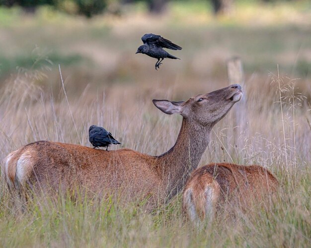 Hirsche auf einem Feld